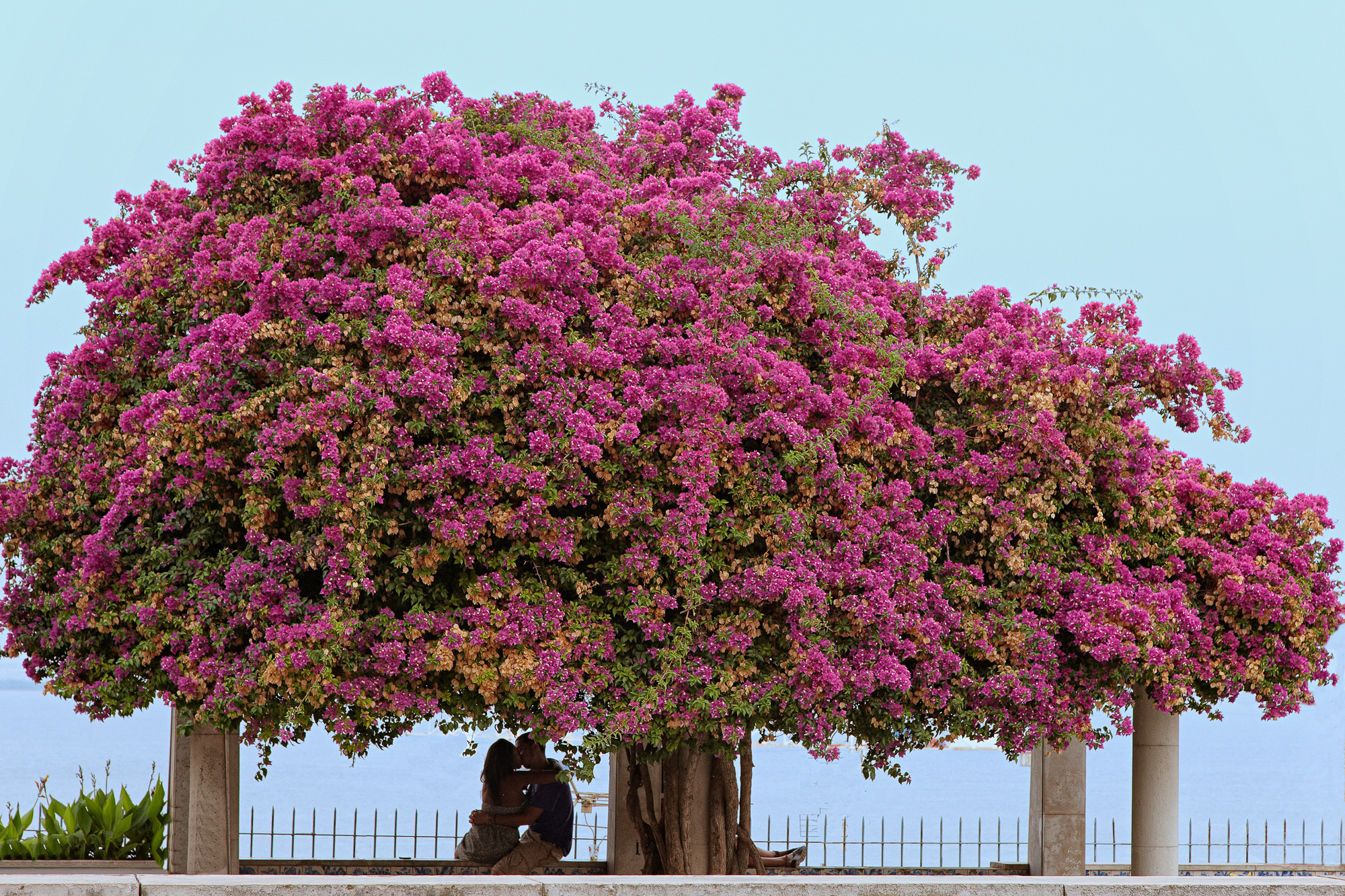 Bogain Vilea, Lisbon